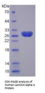 Human Laminin Subunit Alpha 4 (LAMA4) Protein