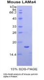 Mouse Laminin Subunit Alpha 4 (LAMA4) Protein