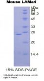 Mouse Laminin Subunit Alpha 4 (LAMA4) Protein