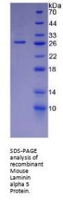 Mouse Laminin Subunit Alpha 5 (LAMA5) Protein