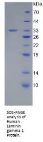 Human Laminin Gamma 1 (LAMC1) Protein