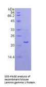 Mouse Laminin Gamma 1 (LAMC1) Protein