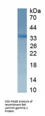 Rat Laminin Gamma 1 (LAMC1) Protein