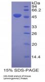 Mouse Laminin Gamma 2 (LAMC2) Protein
