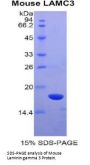 Mouse Laminin Gamma 3 (LAMC3) Protein