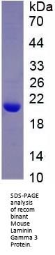 Mouse Laminin Gamma 3 (LAMC3) Protein
