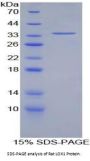 Rat Oxidized Low Density Lipoprotein Receptor 1 (OLR1) Protein