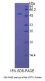 Rat Left/Right Determination Factor 1 (LEFTY1) Protein