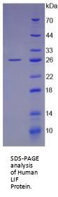 Human Leukemia Inhibitory Factor (LIF) Protein