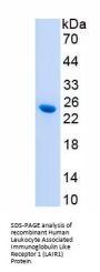 Human Leukocyte Associated Immunoglobulin Like Receptor 1 (LAIR1) Protein