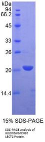 Rat Leukocyte Cell Derived Chemotaxin 2 (LECT2) Protein