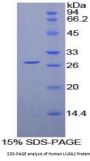 Human Leukocyte Immunoglobulin Like Receptor Subfamily A, Member 2 (LILRA2) Protein