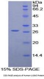 Human Leukocyte Immunoglobulin Like Receptor Subfamily A, Member 3 (LILRA3) Protein