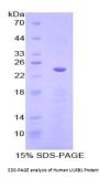 Human Leukocyte Immunoglobulin Like Receptor Subfamily B, Member 1 (LILRB1) Protein
