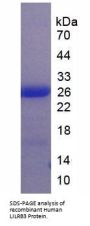 Human Leukocyte Immunoglobulin Like Receptor Subfamily B, Member 3 (LILRB3) Protein