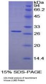 Mouse Leukocyte Immunoglobulin Like Receptor Subfamily B, Member 3 (LILRB3) Protein