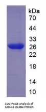 Mouse Leukocyte Immunoglobulin Like Receptor Subfamily B, Member 4 (LILRB4) Protein