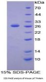 Mouse Linker For Activation Of T-Cell (LAT) Protein