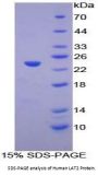 Human Linker For Activation Of T-Cells Family, Member 2 (LAT2) Protein
