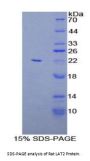 Rat Linker For Activation Of T-Cells Family, Member 2 (LAT2) Protein