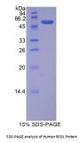Human Lipase, Bile Salt Dependent (BSDL) Protein