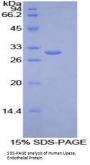 Human Lipase, Endothelial (LIPG) Protein