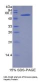 Mouse Lipase, Hepatic (LIPC) Protein