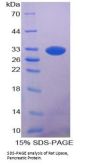 Rat Lipase, Pancreatic (PL) Protein