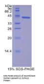 Human Lipocalin 12 (LCN12) Protein