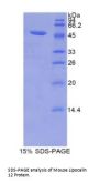Mouse Lipocalin 12 (LCN12) Protein