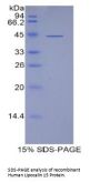 Human Lipocalin 15 (LCN15) Protein