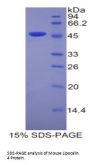 Mouse Lipocalin 4 (LCN4) Protein