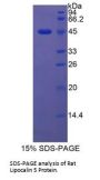 Rat Lipocalin 5 (LCN5) Protein
