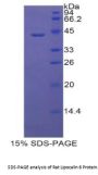 Rat Lipocalin 6 (LCN6) Protein