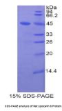 Rat Lipocalin 8 (LCN8) Protein