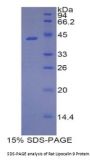 Rat Lipocalin 9 (LCN9) Protein