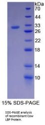 Cow Lipopolysaccharide Binding Protein (LBP) Protein