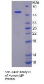 Human Lipopolysaccharide Binding Protein (LBP) Protein