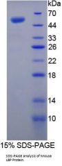 Mouse Lipopolysaccharide Binding Protein (LBP) Protein