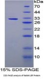 Rabbit Lipopolysaccharide Binding Protein (LBP) Protein