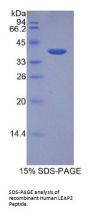 Human Liver Expressed Antimicrobial Peptide 2 (LEAP2) Protein