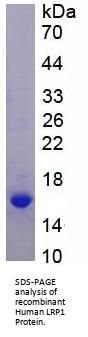 Human Low Density Lipoprotein Receptor Related Protein 1 (LRP1) Protein