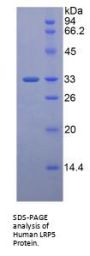 Human Low Density Lipoprotein Receptor Related Protein 5 (LRP5) Protein