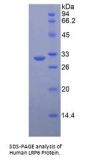 Human Low Density Lipoprotein Receptor Related Protein 6 (LRP6) Protein