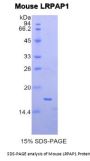 Mouse Low Density Lipoprotein Receptor Related Protein Associated Protein 1 (LRPAP1) Protein