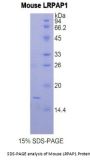 Mouse Low Density Lipoprotein Receptor Related Protein Associated Protein 1 (LRPAP1) Protein