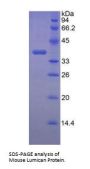 Mouse Lumican (LUM) Protein