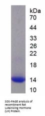Rat Luteinizing Hormone (LH) Protein