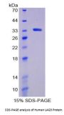 Human Lymphocyte Activation Gene 3 (LAG3) Protein