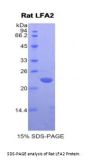 Rat Lymphocyte Function Associated Antigen 2 (LFA2) Protein
